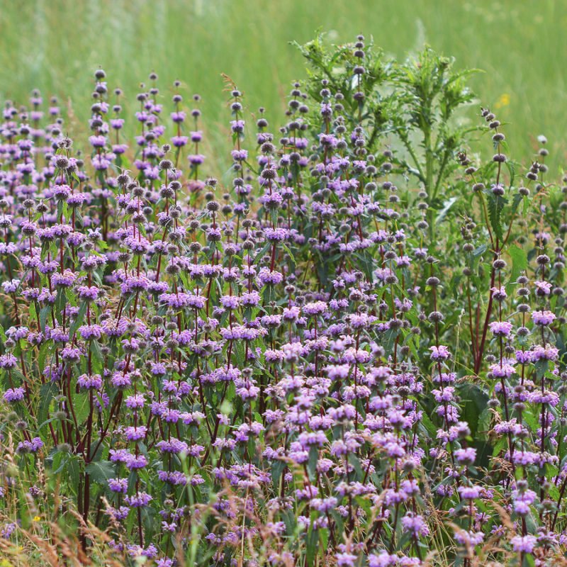 Phlomis tuberosa Knollen-Brandkraut Stauden Mehrjährige