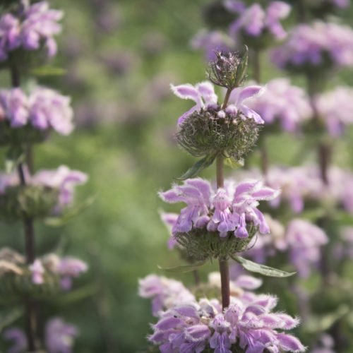 Phlomis tuberosa Knollen-Brandkraut Stauden Mehrjährige