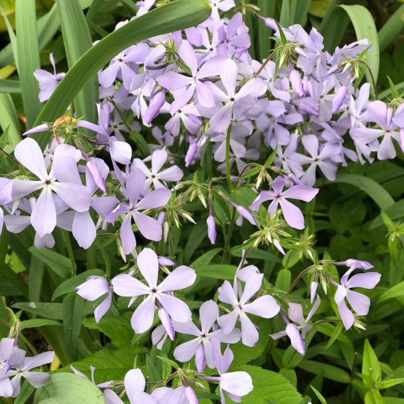 Hesperis matronalis Nachtviole Stauden Mehrjährige