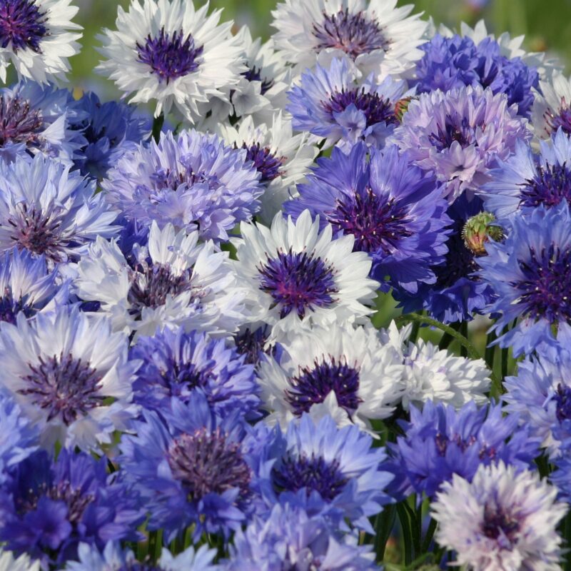 Centaurea cyanus Classic Fantastic