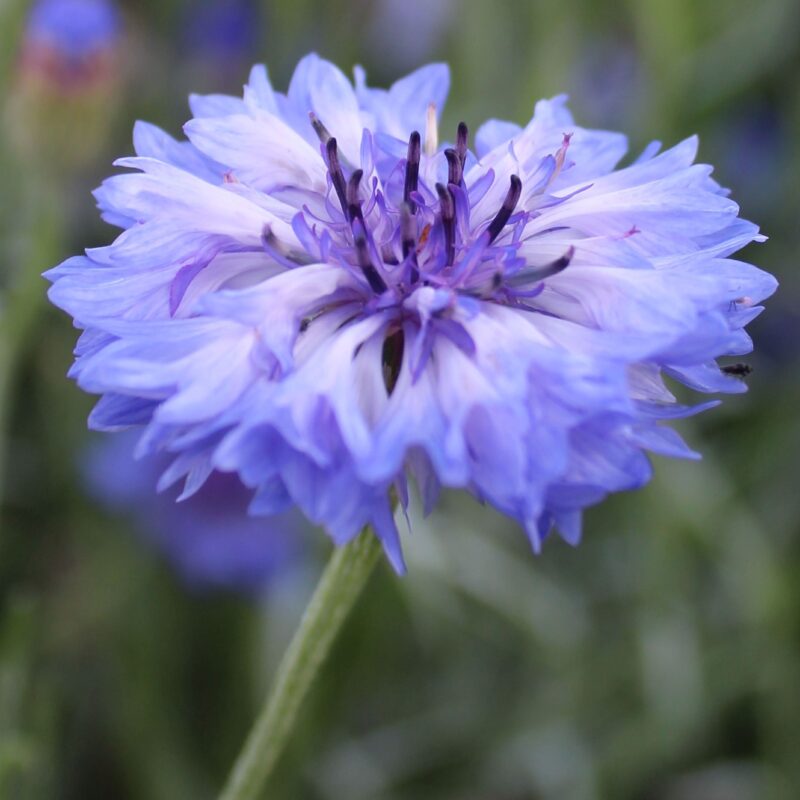 Centaurea cyanus Classic Fantastic