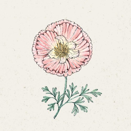 Samentütchen, Saatgut, Blumensamen, Illustration Rekersdrees, Zeichnung