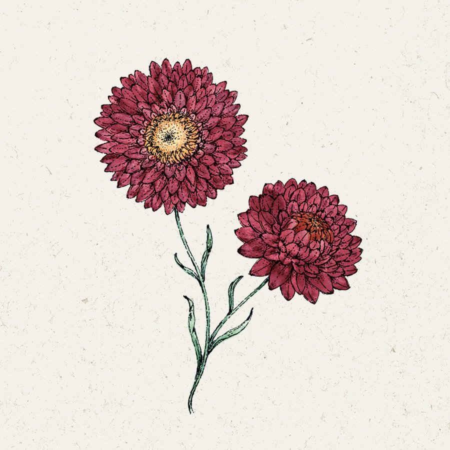 Samentütchen, Saatgut, Blumensamen, Illustration Rekersdrees, Zeichnung