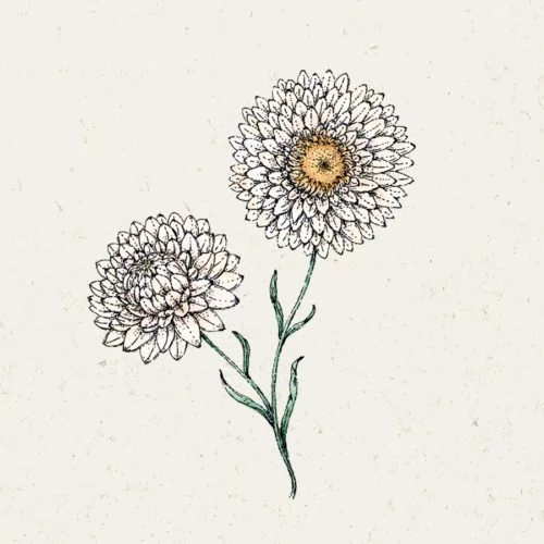 Samentütchen, Saatgut, Blumensamen, Illustration Rekersdrees, Zeichnung