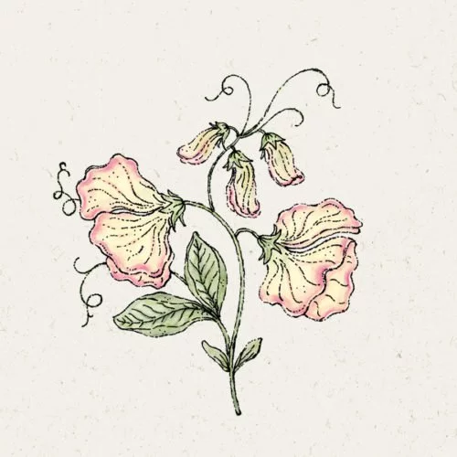 Samentütchen, Saatgut, Blumensamen, Illustration Rekersdrees, Zeichnung