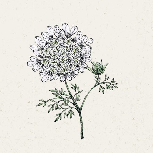 Samentütchen, Saatgut, Blumensamen, Illustration Rekersdrees, Zeichnung