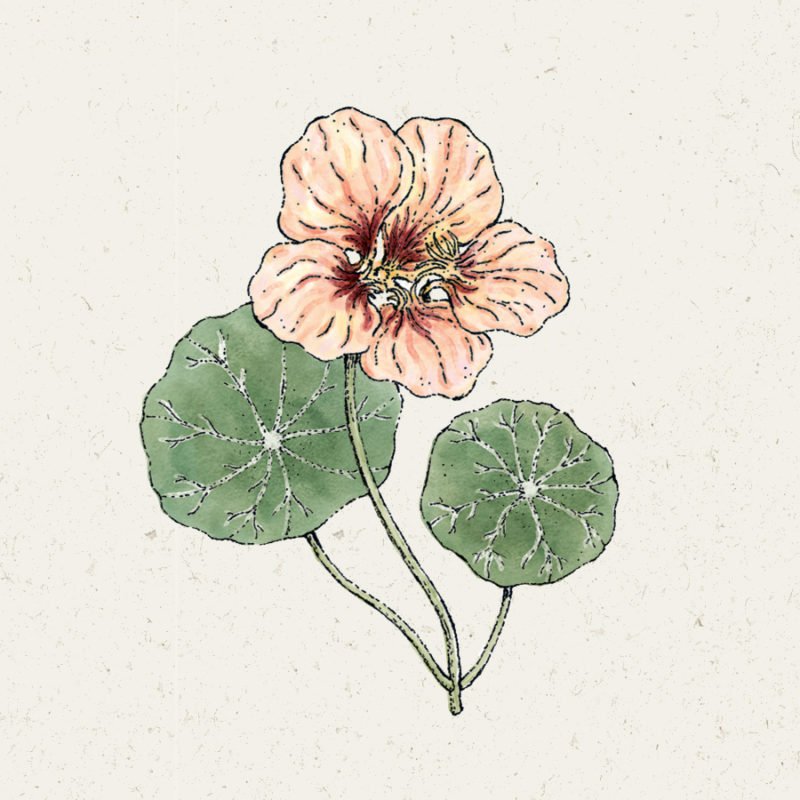 Samentütchen, Saatgut, Blumensamen, Illustration Rekersdrees, Zeichnung