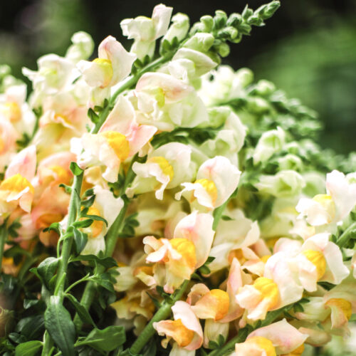 Antirrhinum majus F1 'Costa Apricot' (Snapdragon)