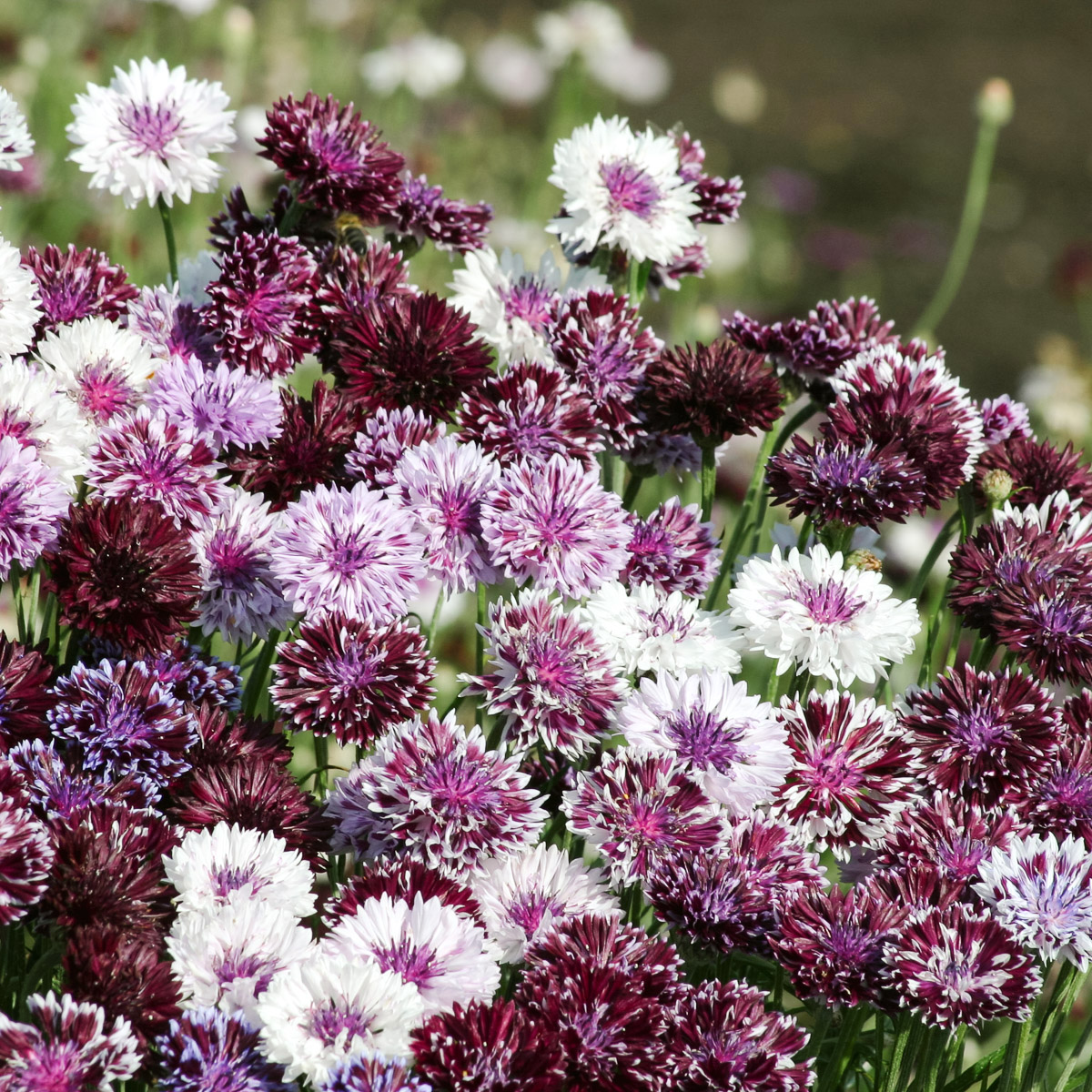 Centaurea cyanus Classic Magic Kornblumen Blüten