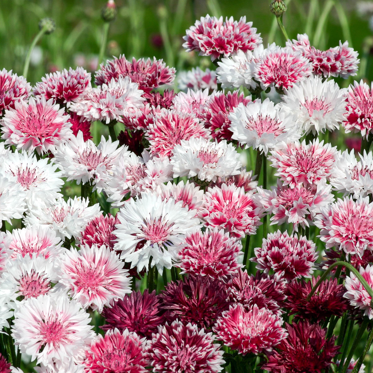 Many flowers of Centaurea cyanus 'Classic Romantic' in the flower bed
