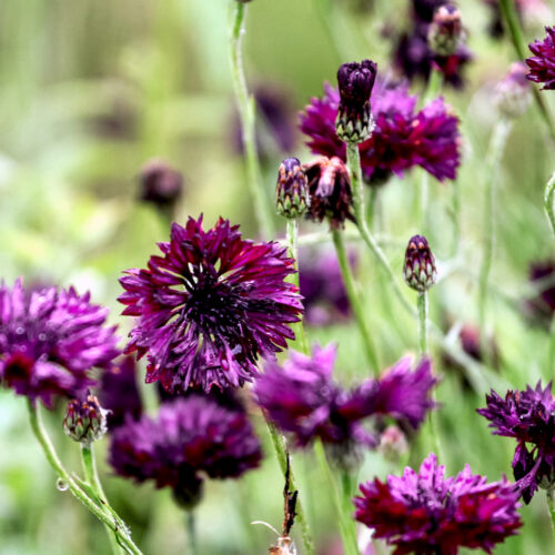 Centaurea cyanus 'Black Ball' (Cornflower) in full bloom in the flower bed