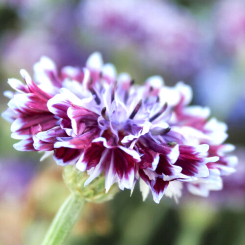 Centaurea cyanus 'Classic Magic'