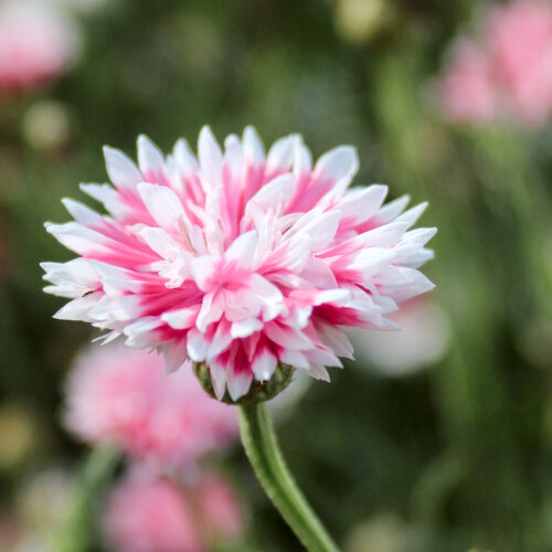 Close-up of the flower of Centaurea cyanus 'Classic Romantic' (Cornflower).