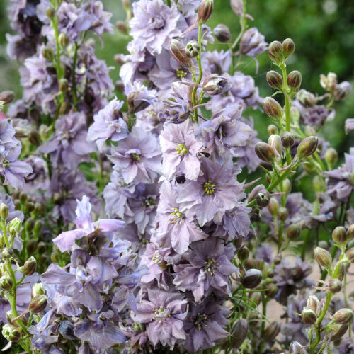 Delphinium consolida 'Misty Lavender' (Rittersporn) in voller Bluete im Beet