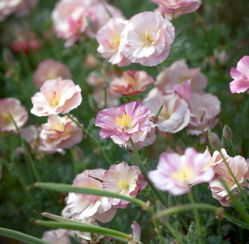 Eschscholzia californica 'Thai Silk Appleblossom' (Goldmohn)