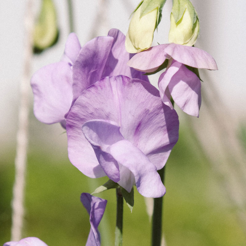 Lathyrus odoratus 'Elegance Lavender' Duftwicke, Blumensamen, Saatgut, Cool Flower, Einjährige