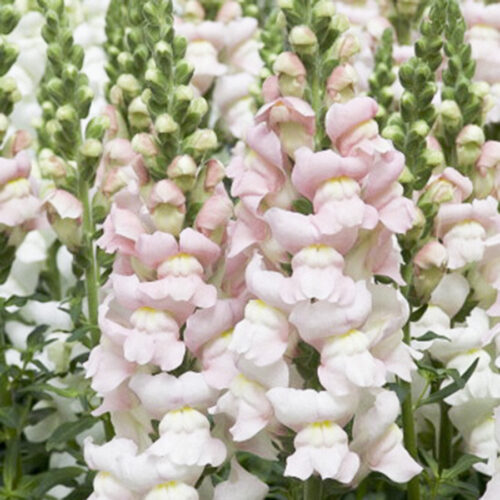 Antirrhinum majus 'Costa Silver' Snapdragon Seeds Flower Seeds Cut Flowers