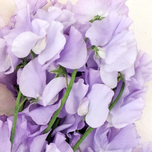 Lathyrus odortatus 'Elegance Lavender' sweet pea