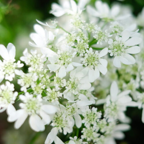 Orlaya grandiflora 'White Lace' (Strahldolde)