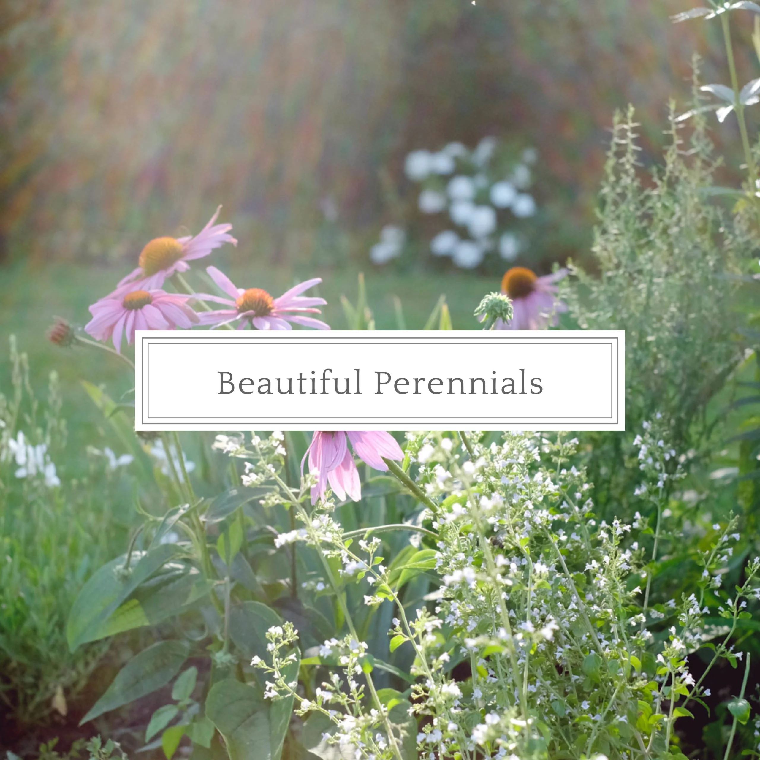 Beautiful Perennials