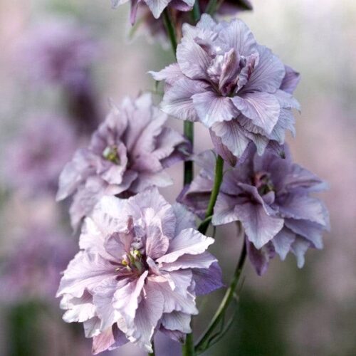 Delphinium consolida 'Misty Lavender' (Rittersporn)