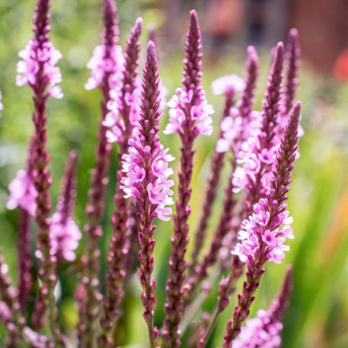 Verbena hastata ‘Rosea’ Lanzen-Eisenkraut Stauden Mehrjährige Pflanzen