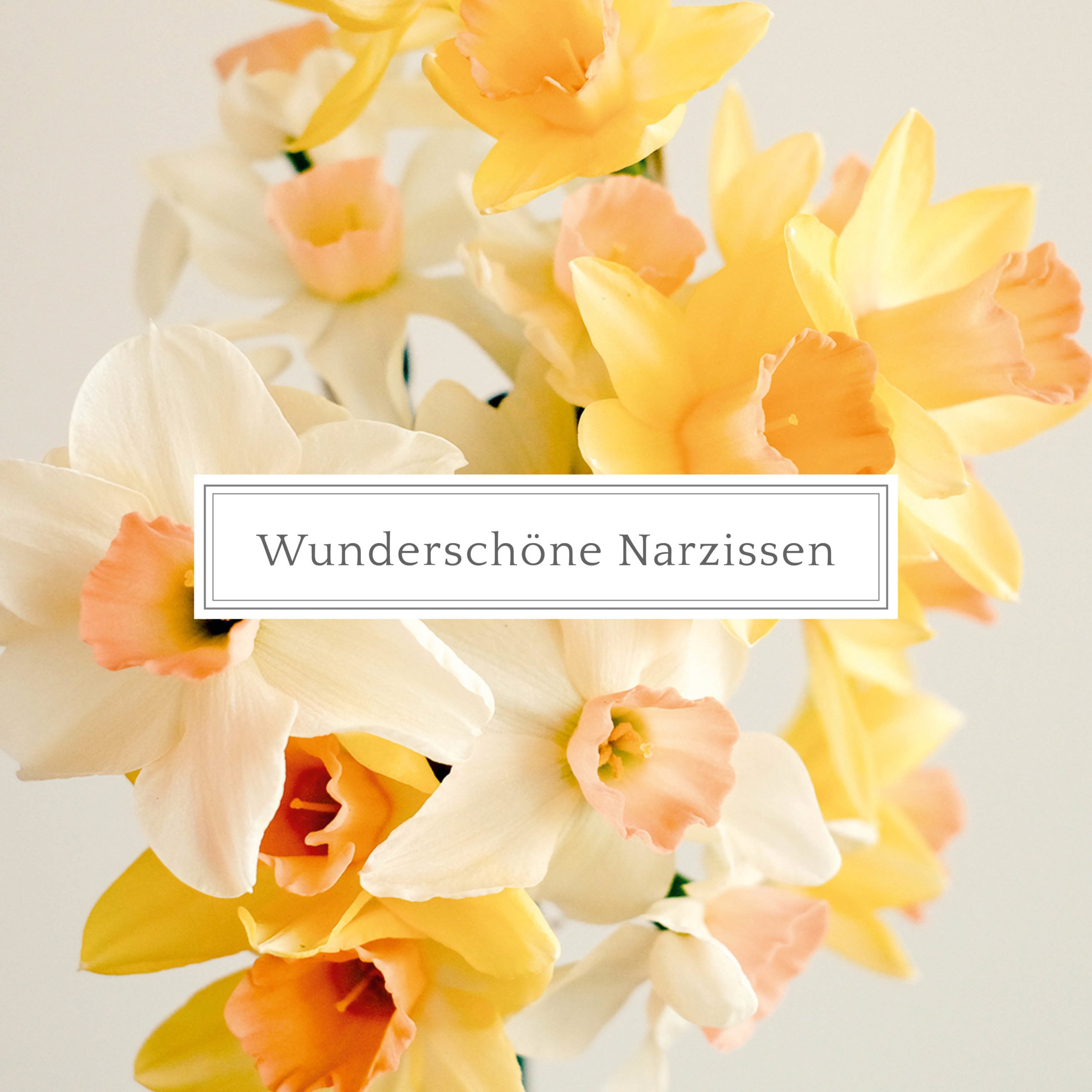 Wunderschöne Narzissen