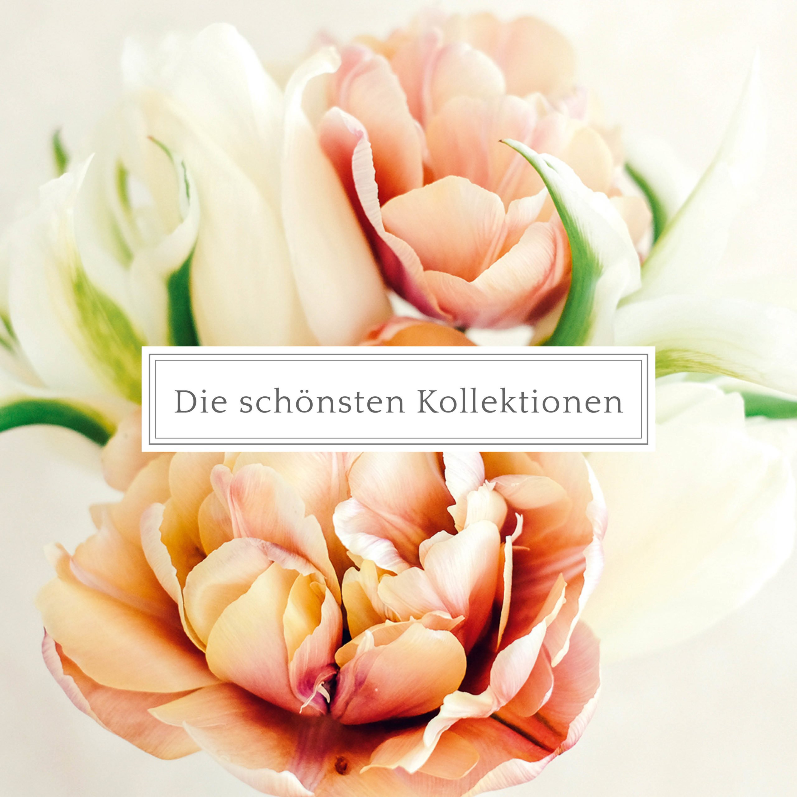 Die schönsten Kollektionen