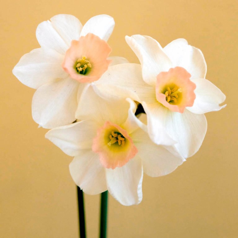 Daffodil 'Blushing Lady' Jora Dahl