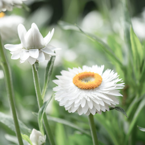 Strohblume, Saatgut, Blumensamen, Einjährige, Trockenblume, Lichtkeimer