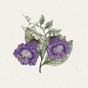 Cobaea scandens 'Violet' (Glockenrebe) - Jora Dahl