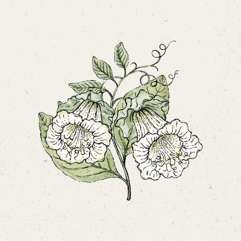 Blumensamen, Anzucht, Zeichnung, Illustration Rekersdrees