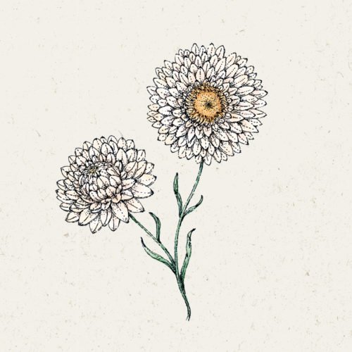 Saatgut, Blumensamen, Illustration Rekersdrees, Zeichnung