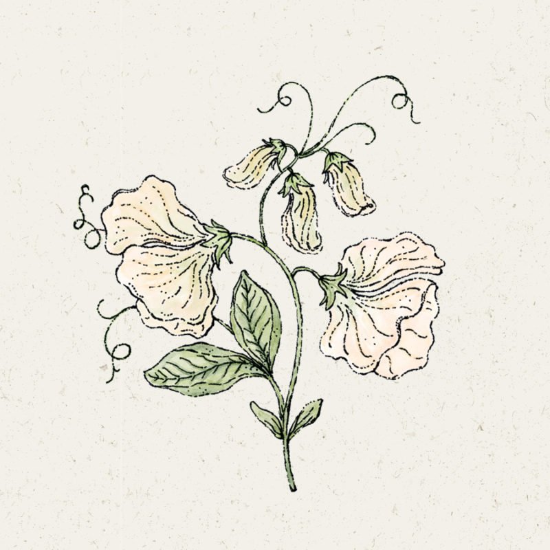 Saatgut, Blumensamen, Illustration Rekersdrees, Zeichnung