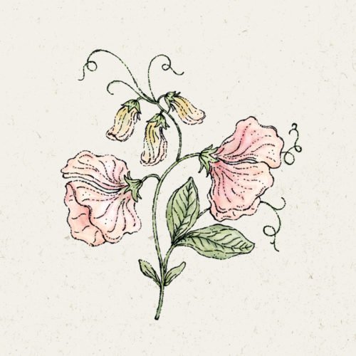 Saatgut, Blumensamen, Illustration Rekersdrees, Zeichnung