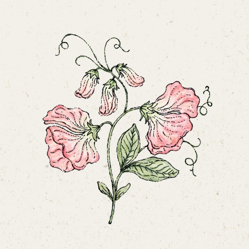 Saatgut, Blumensamen, Illustration Rekersdrees, Zeichnung