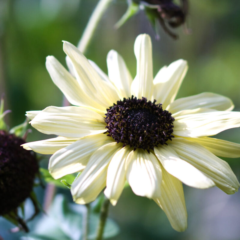 Cremefarbene Sonnenblume Helianthus debilis ‘Vanilla Ice’ (Sonnenblume)