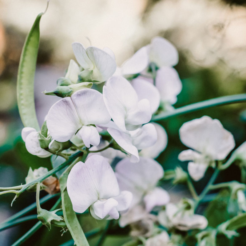 Lathyrus odoratus 'Spring Sunshine Light Blue' Duftwicke, Blumensamen, Saatgut, Einjährige, Cool Flower