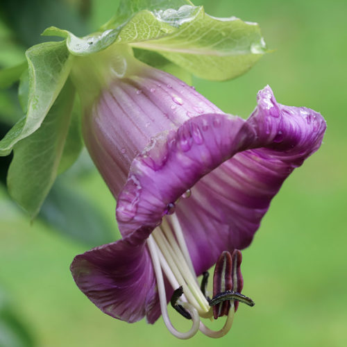 COBAEA SCANDENS ‘VIOLET’ (GLOCKENREBE) Saatgut Blumensamen Anzucht Ansaat