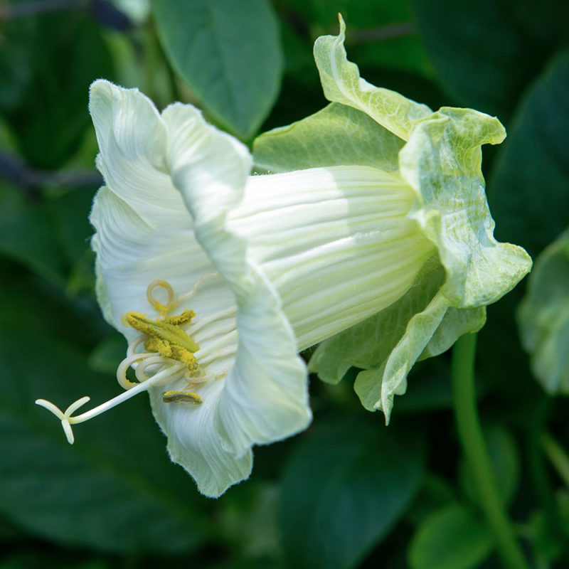 COBAEA SCANDENS ‘ALBA’ (GLOCKENREBE) Saatgut Blumensamen Anzucht Ansaat