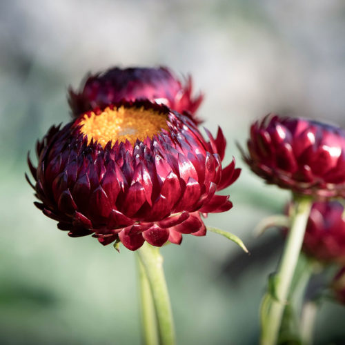 HELICHRYSUM BRACTEATUM ‘SCARLET’ (STROHBLUME) Saatgut Blumensamen Anzucht Ansaat