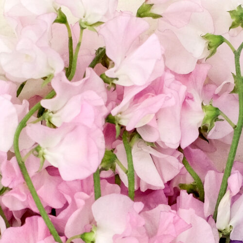 Flowers of Lathyrus odoratus 'Spring Sunshine Champagne' (sweet pea)