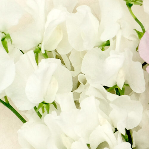 Flowers of Lathyrus odoratus 'Spring Sunshine Cream' sweet pea