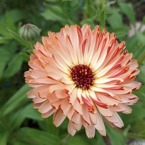 CALENDULA ‘BRONZED BEAUTY’ (RINGELBLUME) Saatgut Blumensamen Anzucht Ansaat