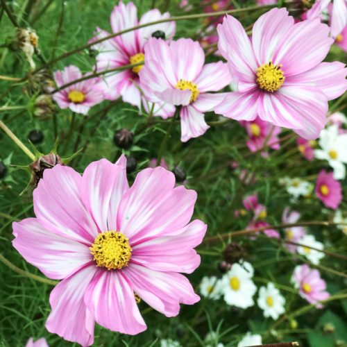 COSMOS BIPINNATUS ‘ROSETTA’ (KOSMEE) Saatgut Blumensamen Anzucht Ansaat