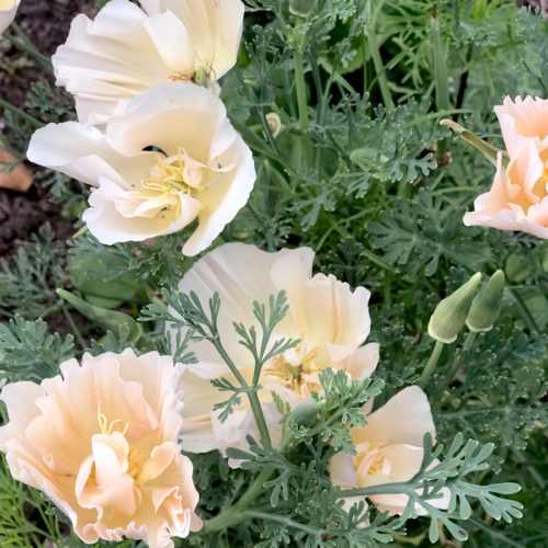 ESCHSCHOLZIA CALIFORNICA ‘THAI SILK PINK CHAMPAGNE’ (GOLDMOHN) Saatgut Blumensamen Anzucht Ansaat