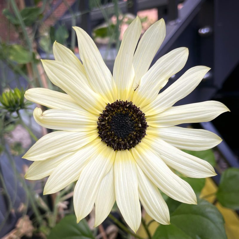 HELIANTHUS DEBILIS ‘ITALIAN WHITE’ (SONNENBLUME) Saatgut Blumensamen Anzucht Ansaat