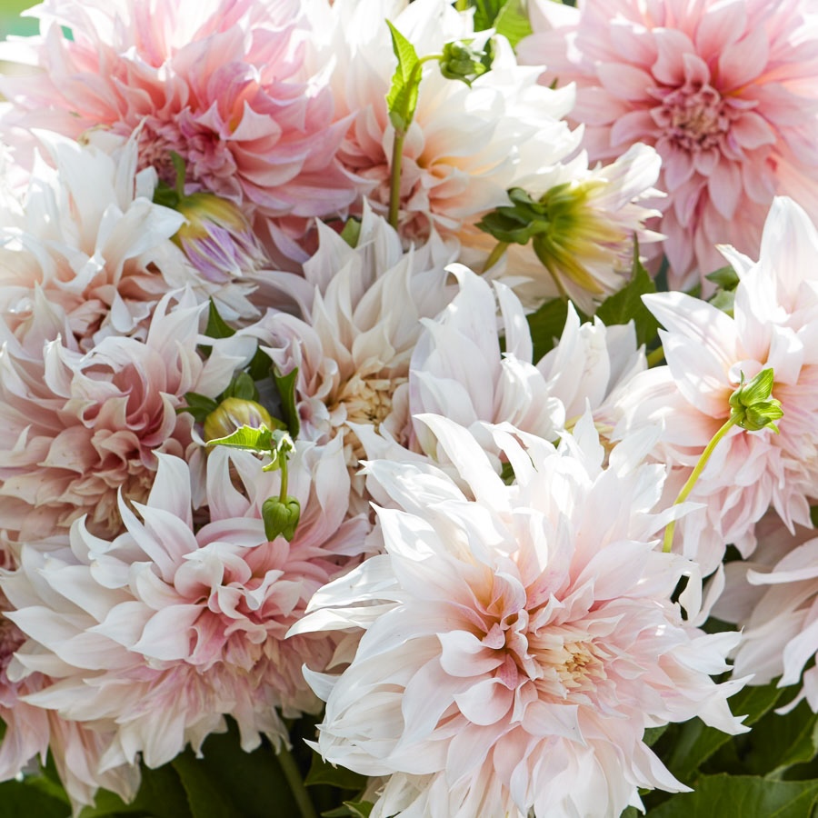 Dahlie Café au Lait