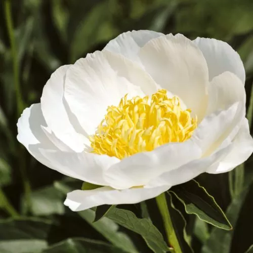 PAEONIA LACTIFLORA HYBRIDE ‘JAN VAN LEEUWEN’ (EDELPFINGSTROSE)