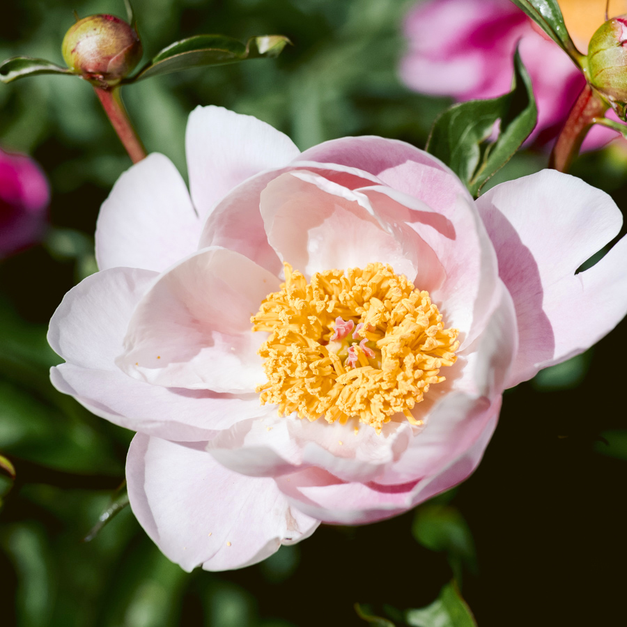 PAEONIA LACTIFLORA HYBRIDE ‘SOFT SALMON SAUCER’ (EDELPFINGSTROSE)